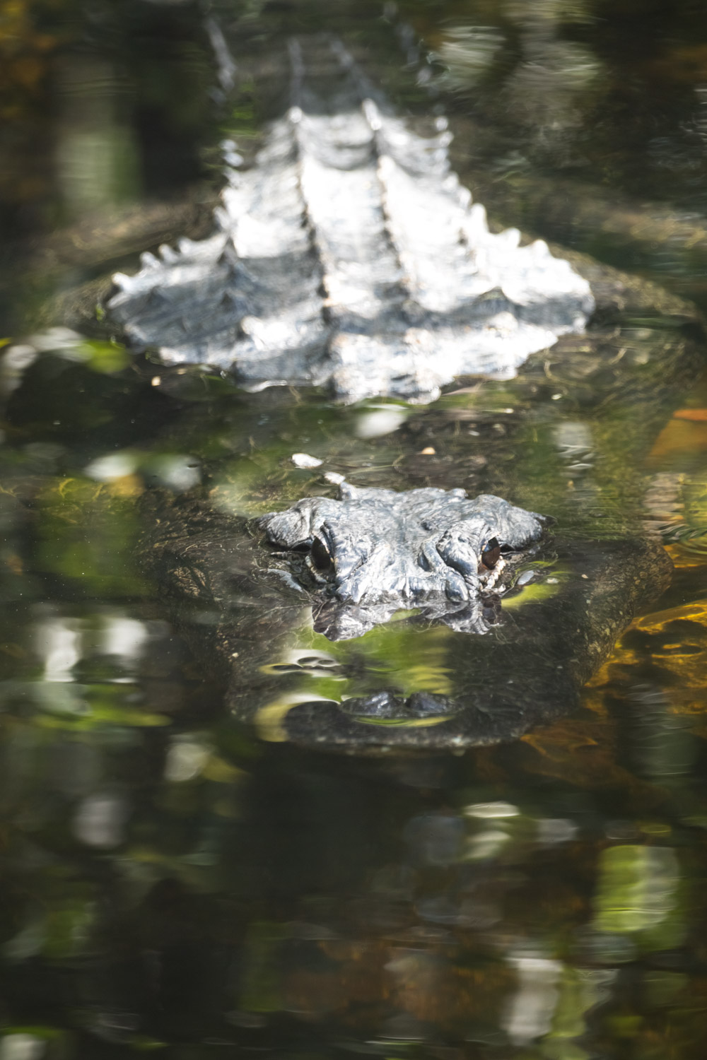 alligator